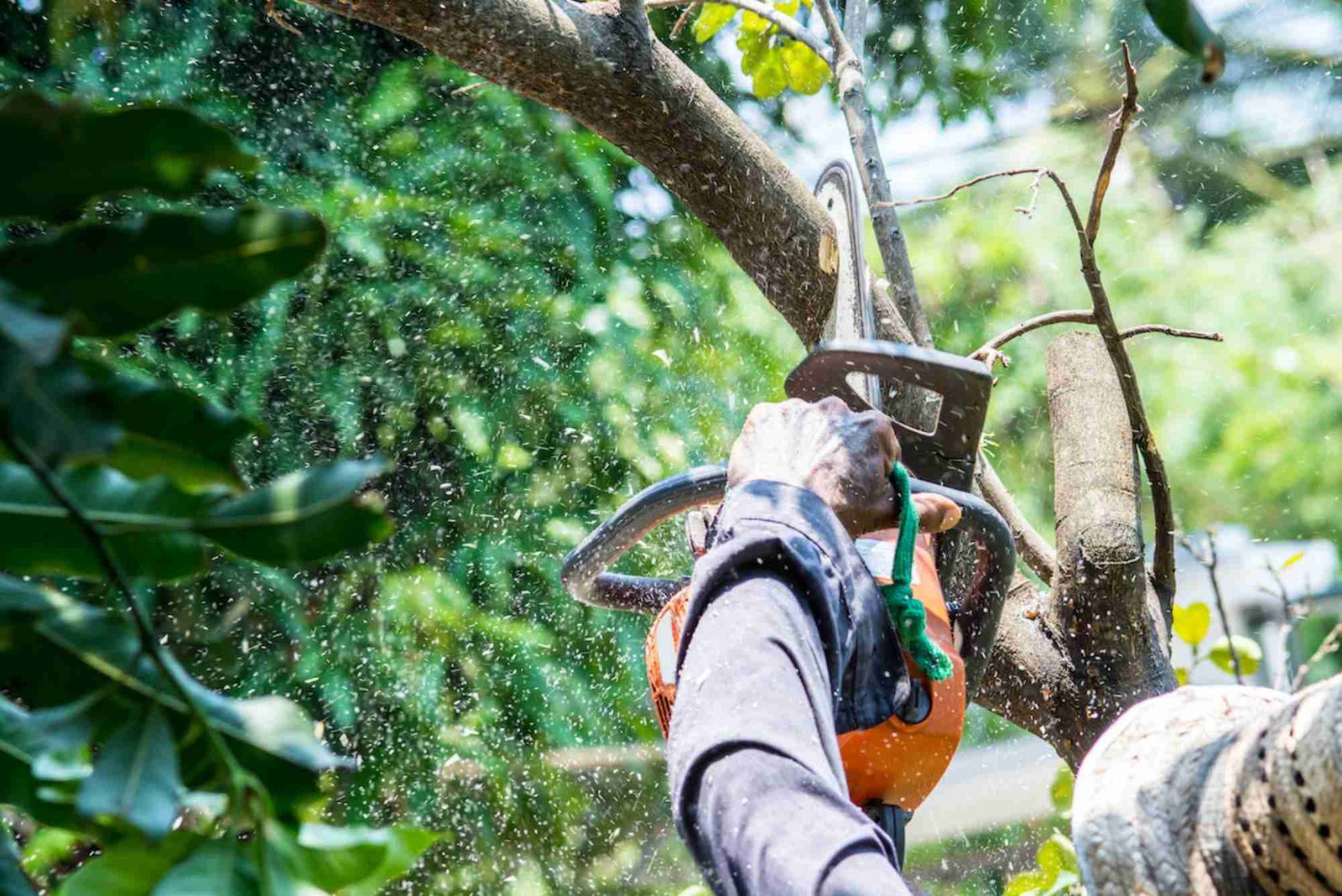Tree Service in Oak Park, IL